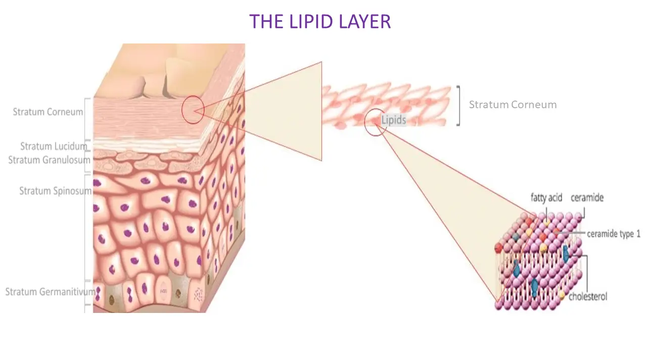 The skin's lipid lamellae — ceramides, cholesterol and free fatty acids stacked into ordered, water-resistant sheets