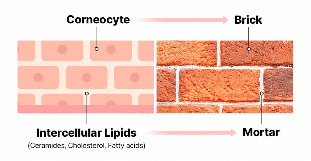 The skin barrier — corneocytes (bricks) held together by lipids (mortar)