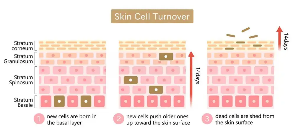 Healthy skin-cell renewal in the epidermis — fresh corneocytes migrating up to replenish the barrier